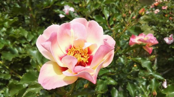 薔薇 薔薇の写真