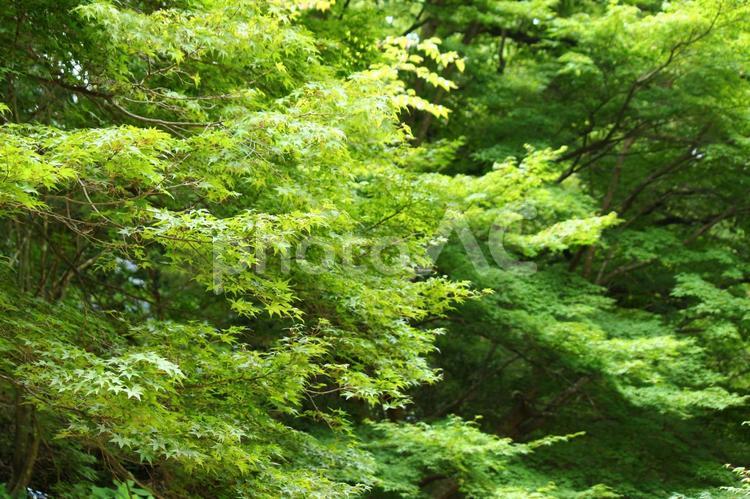 生い茂るもみじ1 植物,かえで,森林の写真素材