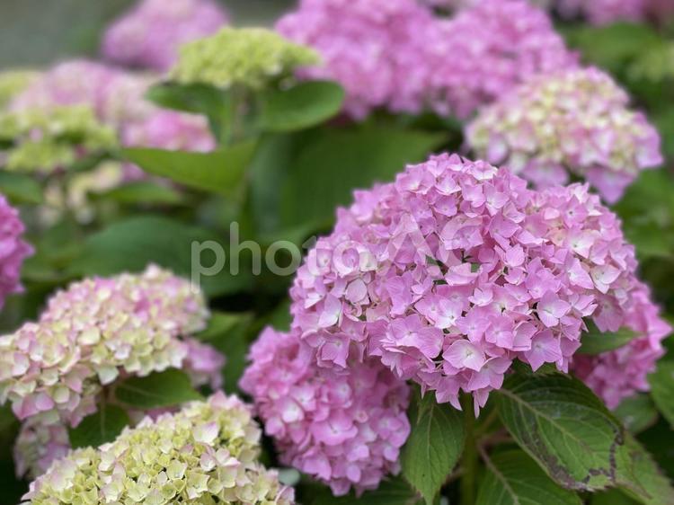 紫陽花　あじさい　アジサイ２ あじさい,アジサイ,紫陽花の写真素材
