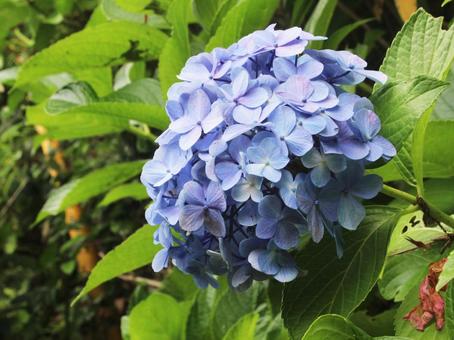 青紫の紫陽花 青紫の紫陽花の写真