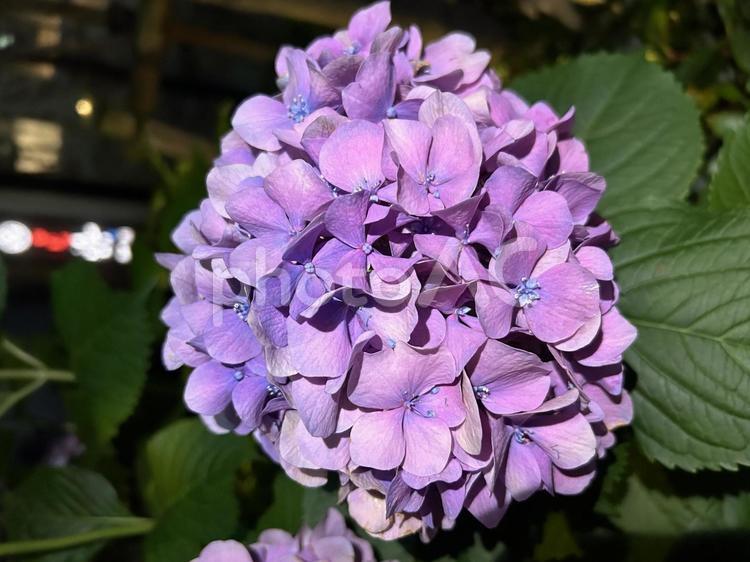 あじさい 紫陽花,アジサイ,あじさいの写真素材