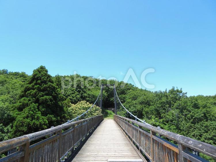 茨城県水郷県民の森の吊り橋 吊り橋,茨城県県民の森,橋の写真素材