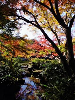 <千葉県>成田山公園(紅葉) <千葉県>成田山公園(紅葉)の写真
