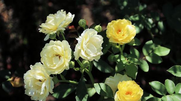 初秋の河口湖畔の薔薇の花 薔薇の花,初秋,河口湖大石公園の写真素材