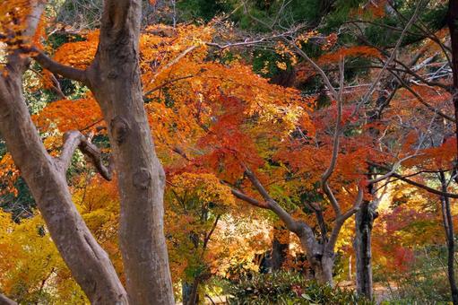 紅葉 紅葉の写真