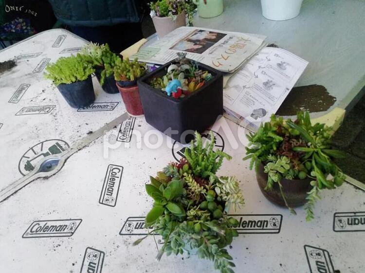 多肉植物の寄せ植え 多肉植物,寄せ植え,講習会の写真素材