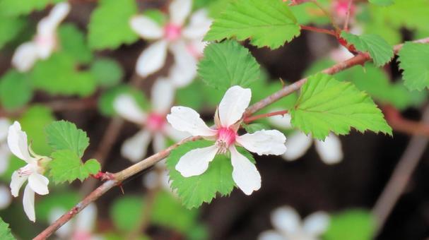 春から初夏にかけて咲くニガイチゴの花の写真