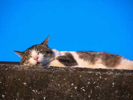 幸せそうな表情でうたた寝する猫 幸せそうな表情でうたた寝する猫 猫,ネコ,うたた寝の写真素材