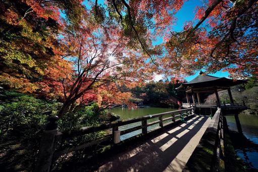 成田山公園の紅葉と浮御堂 千葉県成田市,成田山公園,浮御堂の写真素材