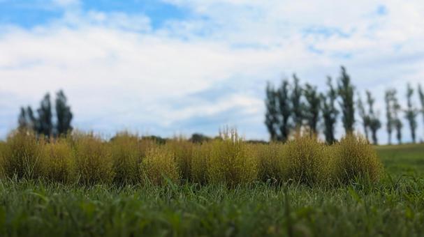 夏の終わり、青空を背景にした緑のコキア 夏の終わり、青空を背景にした緑のコキア コキア,緑,グリーンの写真素材
