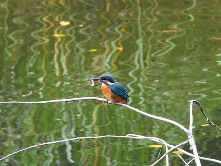 エサの小エビを咥えたカワセミ カワセミ,鳥,鳥類の写真素材