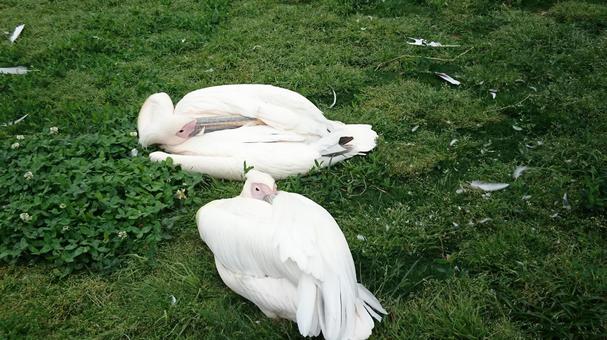 二羽のペリカン 二羽のペリカンの写真