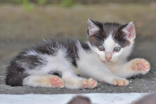 仔猫 仔猫の写真