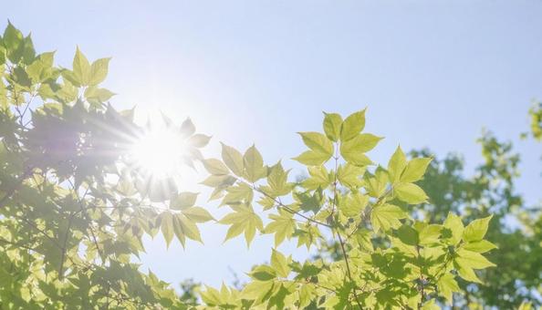 青空の手前の木々の木漏れ日 青空の手前の木々の木漏れ日の写真