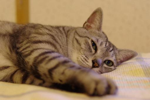 猫 ネコ 眠気まなこ ペット 動物 猫 ネコ 眠気まなこ ペット 動物の写真