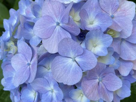 紫陽花のドアップ 紫陽花のドアップ 紫陽花,アジサイ,6月の写真素材