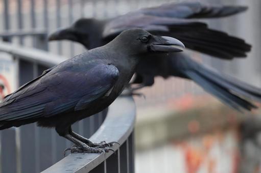 カラス 鳥,野鳥,野生の写真素材