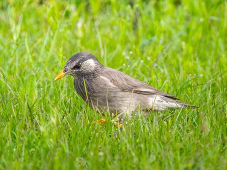 地面を歩くムクドリ 地面を歩くムクドリ ムクドリ,椋鳥,野鳥の写真素材