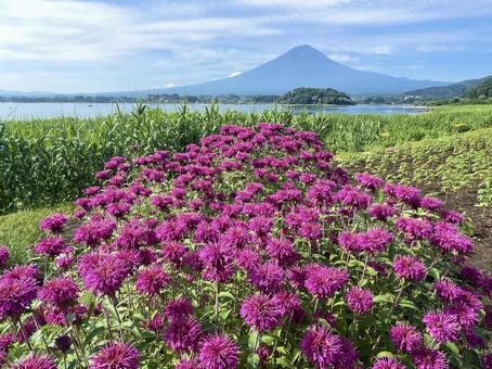 富士山とヤグルマハッカ、モナルダ 富士山とヤグルマハッカ、モナルダ 富士山,モナルダ,矢車薄荷の写真素材
