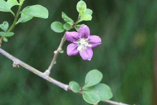 クコの花の写真