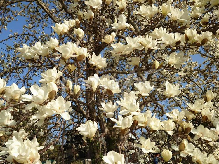 満開のモクレン（木蓮）③ 花,フラワー,木蓮の写真素材