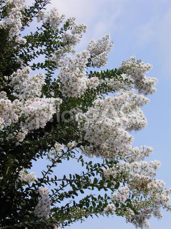 夏の日の午後 百日紅,サルスベリ,白の写真素材