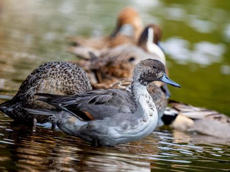 水辺のオナガガモ オナガガモ,カモ,鴨の写真素材