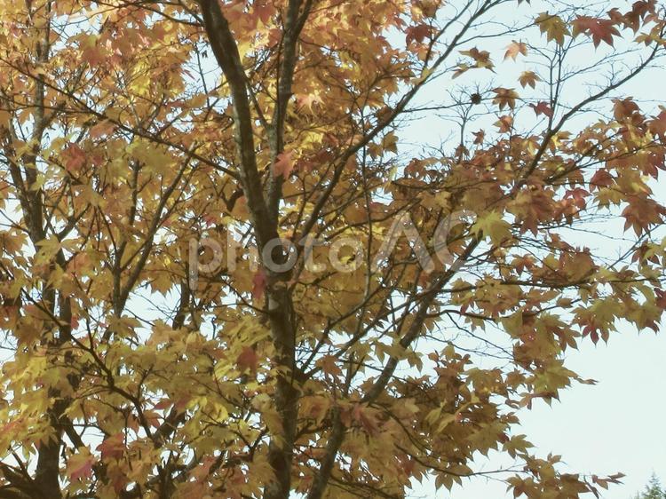 岐阜県-紅葉と青空 岐阜県-紅葉と青空 紅葉,木,空の写真素材