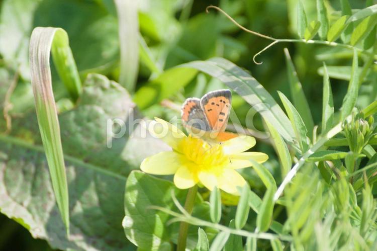 ヒメリュウキンカに止まったベニシジミ キンポウゲ科,キンポウゲ属,イギリスの写真素材