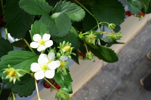 いちごの花の写真