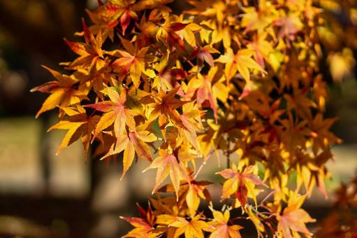 紅葉と影 紅葉と影の写真