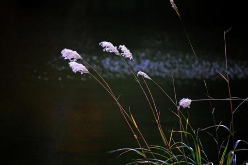 大沼国定公園の風に揺れるススキ 秋,ボケ,雰囲気の写真素材