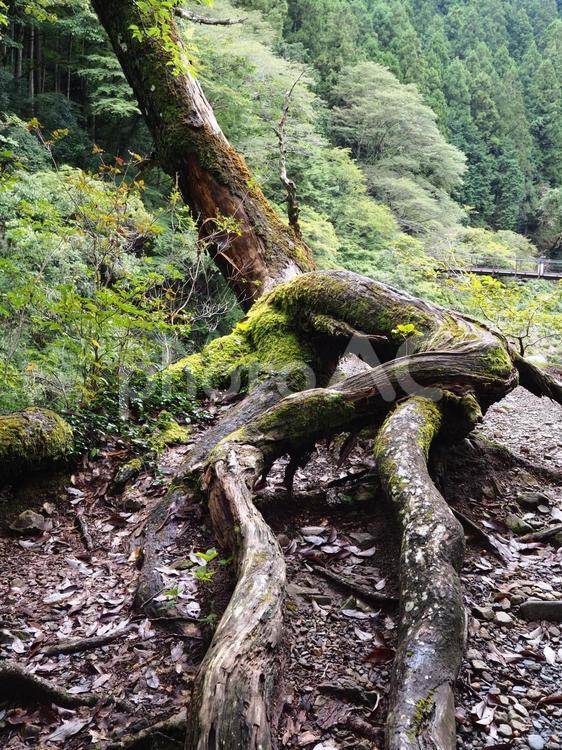 木の根 木,自然,散策の写真素材
