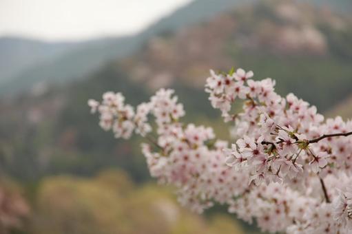 満開の桜 満開の桜の写真