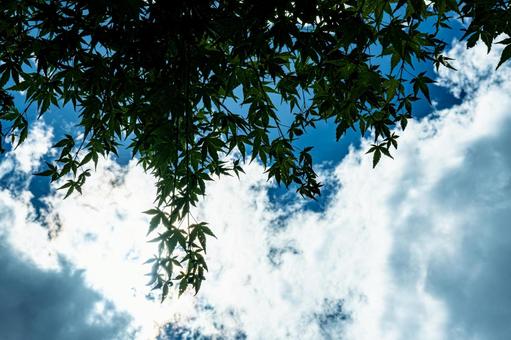 快晴と新緑の紅葉 快晴と新緑の紅葉 逆光,青空,白い雲の写真素材