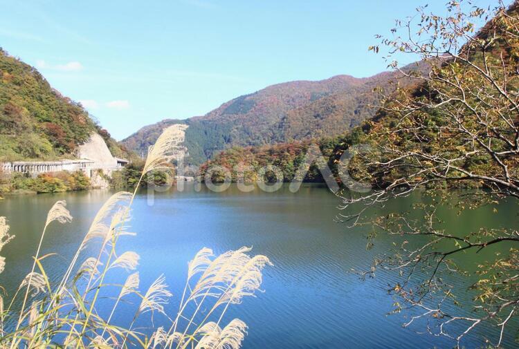 富山県　五箇山の紅葉と湖の風景 国内,日本,富山の写真素材