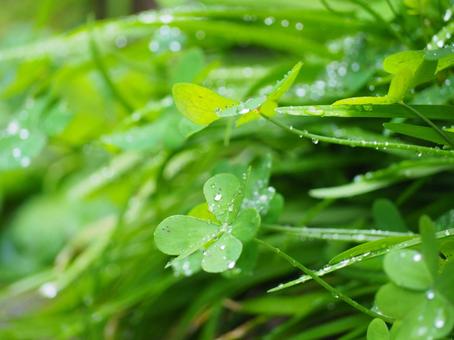 冬の雨と緑 冬の雨と緑 水滴,植物,自然の写真素材