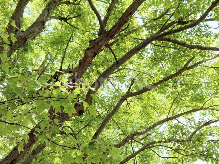 さわやかなグリーン・自然の美 夏,初秋,背景素材の写真素材