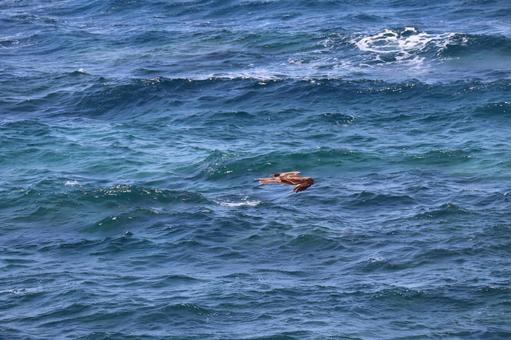 青い海面すれすれを飛ぶ鳶 青い海面すれすれを飛ぶ鳶 青い,海面,すれすれの写真素材