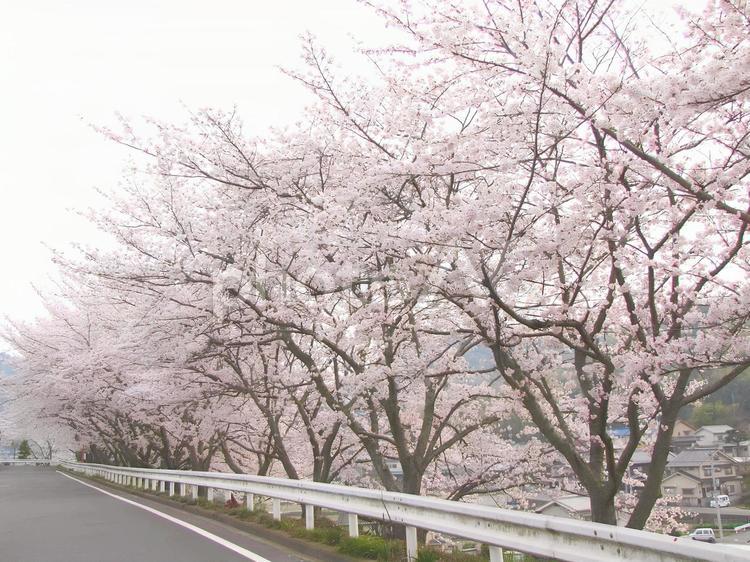 【桜の写真】桜が咲く風景 桜,さくら,サクラの写真素材