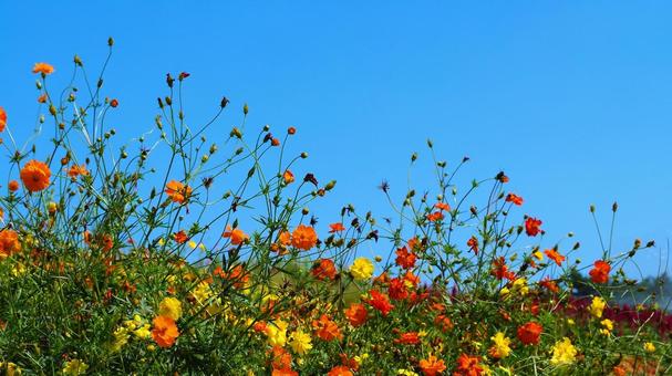 初秋のひたち海浜公園・黄花コスモスの花々 初秋のひたち海浜公園・黄花コスモスの花々 初秋,国営ひたち海浜公園,キバナコスモスの写真素材
