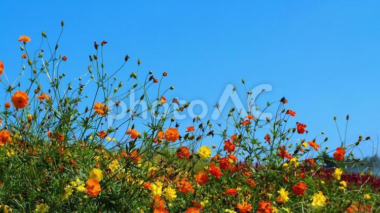 初秋のひたち海浜公園・黄花コスモスの花々 初秋,国営ひたち海浜公園,キバナコスモスの写真素材