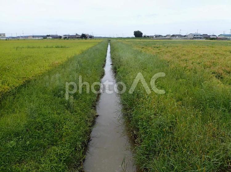 田園の中の水路 田園,田園風景,田舎の写真素材