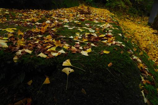 イチョウの絨毯 イチョウの絨毯 イチョウ,紅葉,秋の写真素材