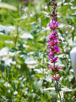 ある日の花壇 ある日の花壇 花,植物,青の写真素材