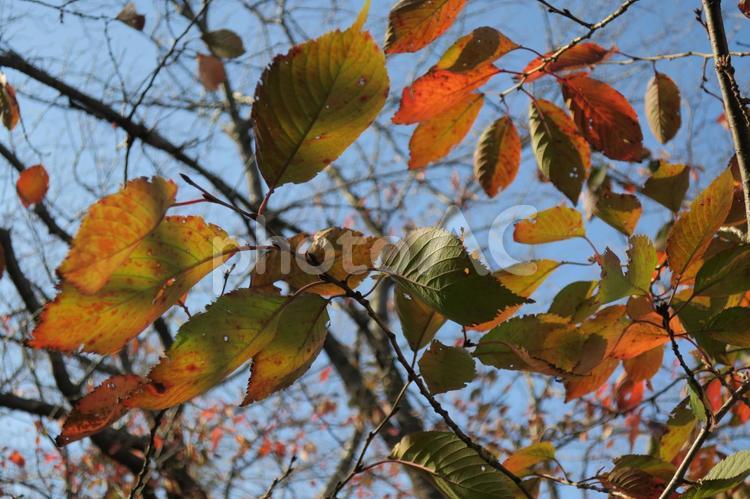 晩秋の木々・桜の木と色つく葉 葉,紅葉,色づくの写真素材