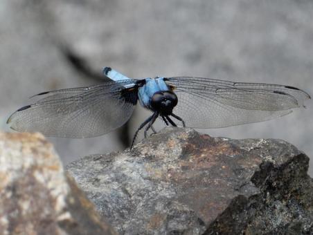 Photo, coconut shell, large salted dragonfly, dragonfly, 