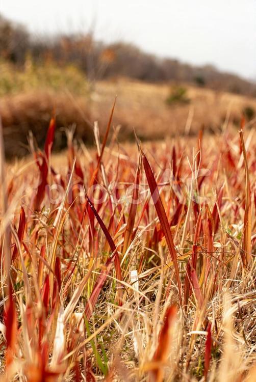 堤防の枯れ草 枯れ草,堤防,緑地の写真素材
