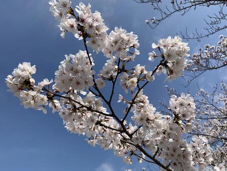 東別院の桜_2021_3 桜,春,ピンクの写真素材