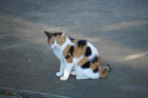 野良猫 野良猫の写真